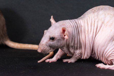 Photo for Hairless pat rat exploring - Royalty Free Image