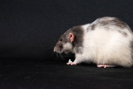 Photo for Cute dumbo pat rat exploring - Royalty Free Image