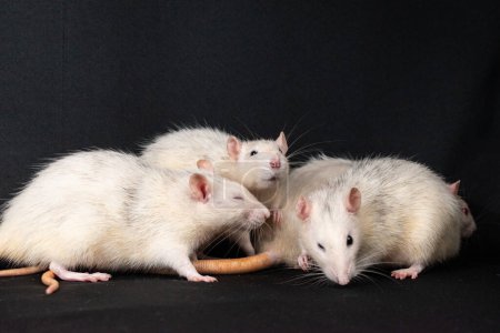 Photo for Cute pat rats exploring - Royalty Free Image