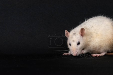 Photo for Cute white husky pat rat exploring - Royalty Free Image