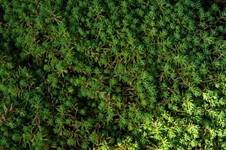 Blick von oben auf üppig grüne spanische Steinpilzpflanzen
