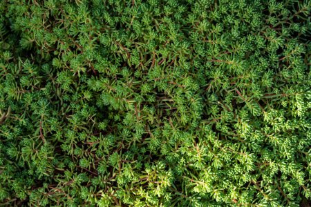 Blick von oben auf üppig grüne spanische Steinpilzpflanzen