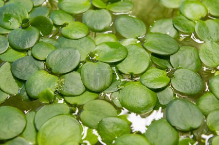 Téléchargez les photos : Top view of Limnobium laviegatum plant floating - en image libre de droit
