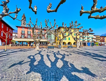 Téléchargez les photos : La ruelle piétonne aux sycomores étalés, offrant l'ombre sur le trottoir de la Piazza Giuseppe Motta, Ascona, Suisse - en image libre de droit