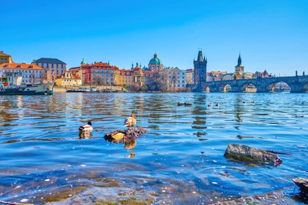Téléchargez les photos : Wild ducks on small boulders on Vltava river and Charles Bridge on background, Prague, Czechia - en image libre de droit