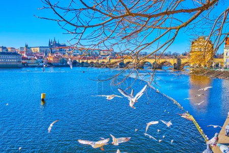 Téléchargez les photos : White seagulls fly and catch the food at the bank of Vltava river, Prague, Czechia - en image libre de droit