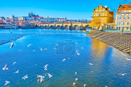 Téléchargez les photos : The flock of white seagulls at the bank of Vltava river fly and catch food, throwing by tourists of Prague, Czechia - en image libre de droit