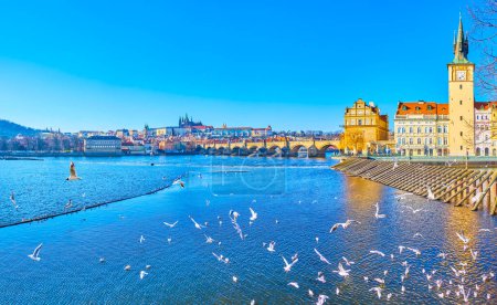 Téléchargez les photos : The flock of white seagulls at the wooden icebreakers at old town Water Tower on Vltava River in Prague, Czechia - en image libre de droit