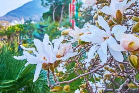 Photo for Closeup of Magnolia Stellata white flowers in green lakeside park of, Lugano, Switzerland - Royalty Free Image