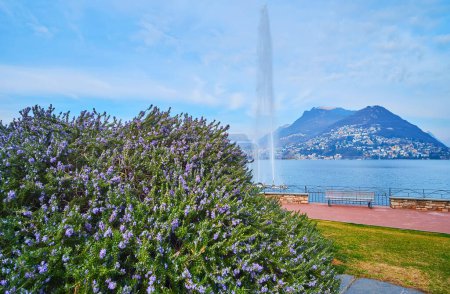 Photo for The hazy Monte Bre behind the fountain and Lake Lugano with blooming rosemary on Riva Paradiso embankment in the foreground, Lugano, Switzerland - Royalty Free Image