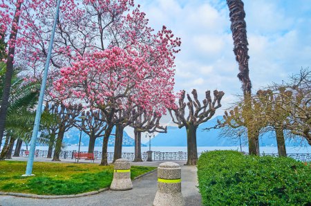 Photo for The spring Belvedere Park with flowering magnolia trees and a view on Lake Lugano, Lugano, Switzerland - Royalty Free Image