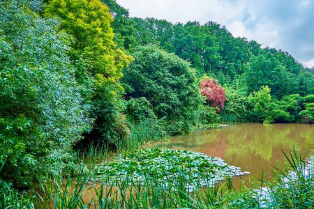 Téléchargez les photos : La verdure luxuriante du parc Sofiyivsky et l'étang du Faucon avec des nénuphars à la banque, Uman, Ukraine - en image libre de droit