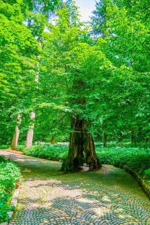 Téléchargez les photos : Le vieil arbre fissuré sur l'allée étroite dans la forêt luxuriante de Sofiyivka Park, Uman, Ukraine - en image libre de droit