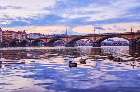 Foto de El rebaño de ánades flotantes en el río Moldava contra el histórico puente de piedra Palacky al atardecer, Praga, Chequia - Imagen libre de derechos