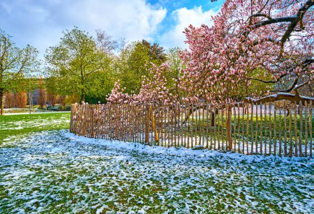Téléchargez les photos : Matin neigeux printanier dans le parc Platzspitz et magnolia en fleurs, Zurich, Suisse - en image libre de droit