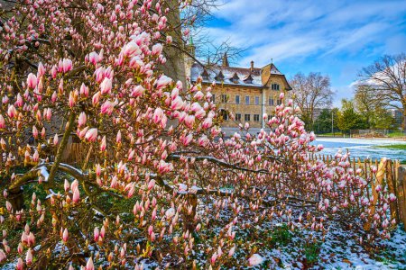 Téléchargez les photos : Fleurs de magnolia liliiflora en fleurs dans le parc Platzspitz au Musée national suisse à Zurich, Suisse - en image libre de droit