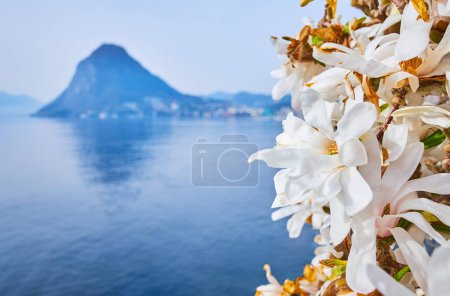 Photo for Magnolia Stellata white flowers, blue surface of Lake Lugano and Monte San Salvatore in background, Lugano, Switzerland - Royalty Free Image
