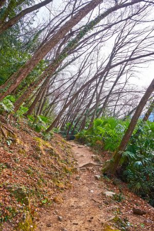 Photo for The tilted forest with tall trees and narrow winding footpath, running up the slope of Monte Bre, Lugano, Switzerland - Royalty Free Image