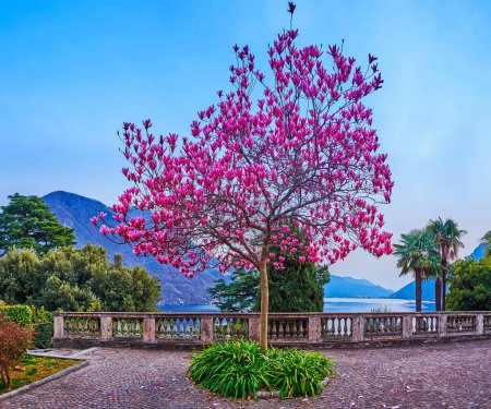 Photo for The flowering purple magnolia treeagainst the Lake Lugano and mountains, Costagnola, Lugano, Switzerland - Royalty Free Image