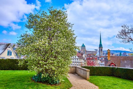 Foto de El exuberante jardín en Lindenhof Hill con vistas a Altstadt (casco antiguo) de Zurich, Suiza - Imagen libre de derechos