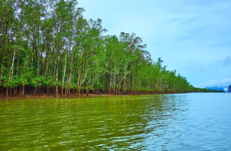The lush green mangrove forest at the low tide, Ao Phang Nga National Park, Thailand