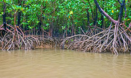 Foto de Las raíces aéreas extendidas del bosque profundo de manglares en la isla de Ko Thalu Ok, bahía de Phang Nga, Tailandia - Imagen libre de derechos