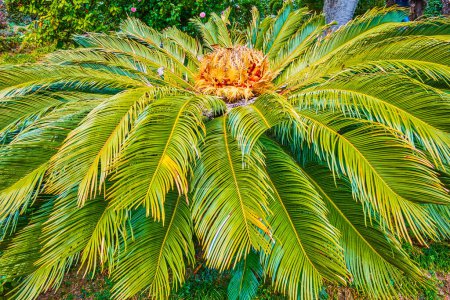Photo for The palm with palm fruits on the top, Park Villa Heleneum, Lugano, Switzerland - Royalty Free Image