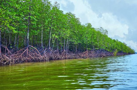 Téléchargez les photos : La ligne des mangroves aux racines aériennes étendues à marée basse, parc national d'Ao Phang Nga, Thaïlande - en image libre de droit