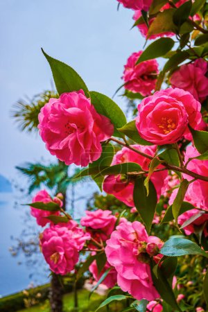 Photo for The blooming roses in Park Villa Heleneum on Lake Lugano, Lugano, Switzerland - Royalty Free Image