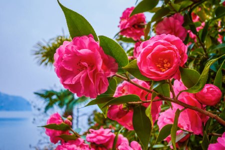 Las rosas florecientes en Park Villa Heleneum en el lago Lugano, Lugano, Suiza