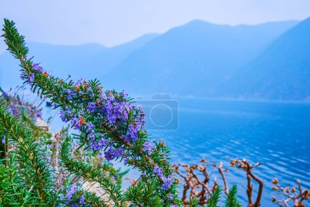 El romero floreciente en la orilla del lago Lugano en Park Villa Heleneum, Lugano, Suiza