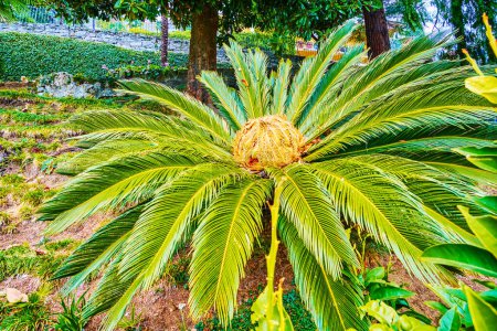 La palmera con frutos de palma en la parte superior, Park Villa Heleneum, Lugano, Suiza