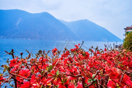 Téléchargez les photos : Chaenomeles speciosa rouge en fleurs (coing) sur la rive du lac de Lugano à Gandria, Suisse - en image libre de droit