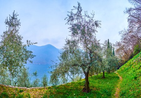 Téléchargez les photos : Jardin d'oliviers en cascade sur la pente du village de Gandria jusqu'au lac de Lugano, Suisse - en image libre de droit