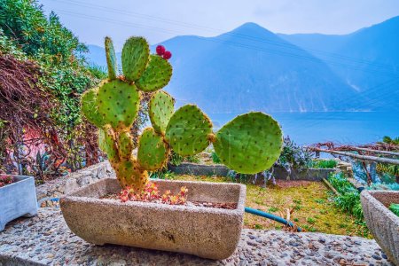 Téléchargez les photos : Cactus dans le pot de pierre, situé sur la terrasse panoramique à Gandria, Suisse - en image libre de droit