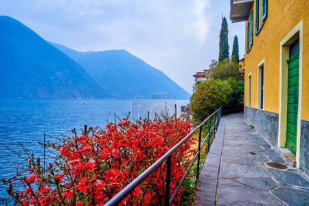 Téléchargez les photos : Promenade étroite le long du lac de Lugano et floraison des fleurs de coing à Gandria, Suisse - en image libre de droit
