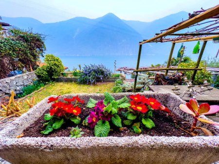 Téléchargez les photos : Violettes en fleurs dans un pot en pierre sur le jardin au-dessus du lac de Lugano à Gandria, Suisse - en image libre de droit