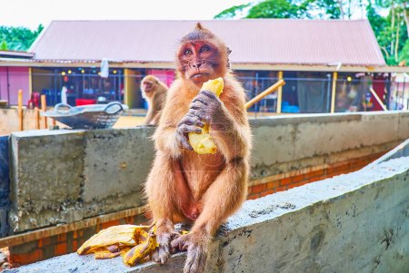 El macaco sostiene plátano en el patio del templo de la cueva de Wat Suwan Kuha (templo del mono), Phang Nga, Tailandia
