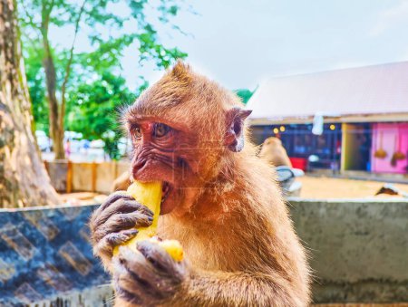 El macaco come plátano en el patio del templo de la cueva de Wat Suwan Kuha (templo del mono), Phang Nga, Tailandia