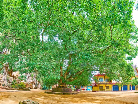 El árbol verde extendido del Bodhi en la cueva del templo de la cueva de Wat Suwan Kuha, Phang Nga, Tailandia