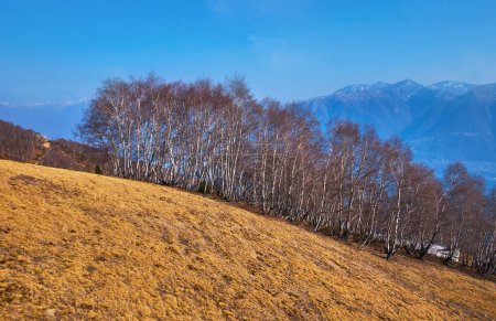 El pequeño bosque de abedules en la ladera de Cimetta Cardada, cubierto con prado de montaña amarillo seco, Ticino, Suiza