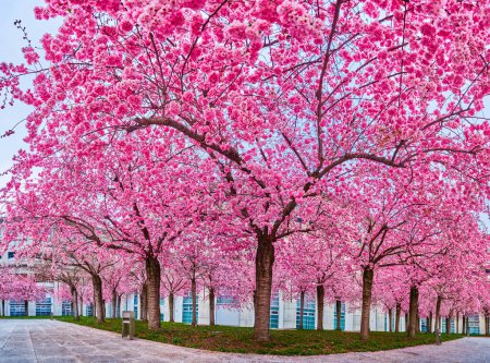 Los florecientes árboles de sakura rosa, hermosa primavera en Lugano, Suiza