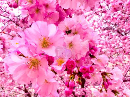 Ikonische rosa Sakura (Japanische Kirsche) Blüten während der Frühjahrsblüte, Lugano, Schweiz