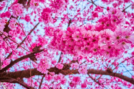Incroyable cerisier japonais pendant la floraison printanière, Lugano, Tessin, Suisse