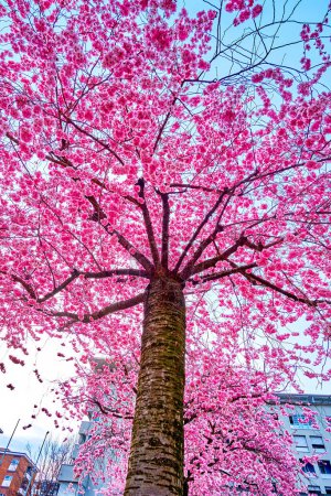 Die blühenden rosa Sakura-Bäume, schöner Frühling in Lugano, Schweiz