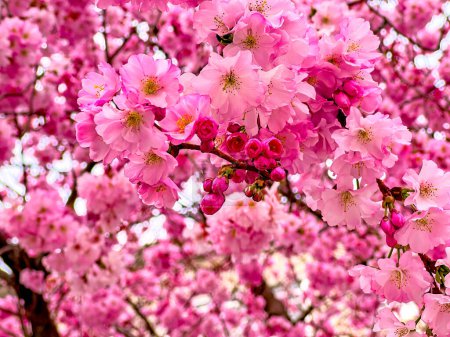 Ikonische rosa Sakura (Japanische Kirsche) Blüten während der Frühjahrsblüte, Lugano, Schweiz