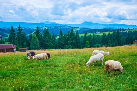 El rebaño de ovejas, pastando en el pintoresco verde jugoso Mountain Valley Peppers (ecosistema montano),, ubicado en las montañas de los Cárpatos, Ucrania