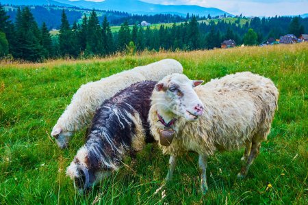 Las ovejas en el prado de la aldea artesanal Mountain Valley Peppers en las montañas Cárpatos, Ucrania