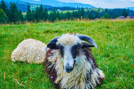 Las ovejas se encuentra en el prado contra el paisaje de montaña, Cárpatos, Yablunytsya, Mountain Valley Peppers, Ucrania