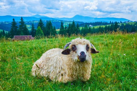 Genießen Sie die grüne Berglandschaft mit liegenden Schafen im Vordergrund, Karpaten, Yablunytsya, Mountain Valley Peppers, Ukraine